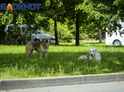 Должность уполномоченного по защите животных предложил ввести депутат Госдумы от Кубани
