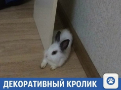 Декоративный кролик ищет доброго хозяина в Краснодаре 