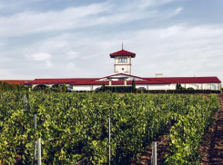 Теперь мирового уровня: три кубанские винодельни попали в ТОП-100 лучших в мире