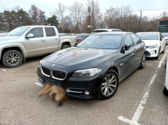 Водитель в Краснодаре катается на BMW с застрявшей в бампере мертвой лисой