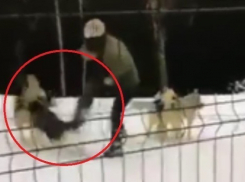 Прокуратура проверит инцидент с избиением собак хаски в Сочи