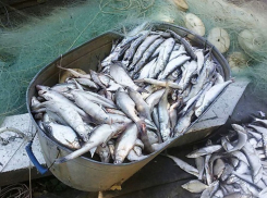 Краснодарский браконьер выловил в Кубани около двух тонн рыбы 