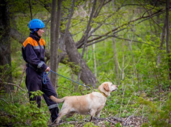  В лесу Туапсинского района потерялась группа из 6 человек 