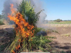 В Краснодарском крае сгорело 3500 кустов конопли: видео