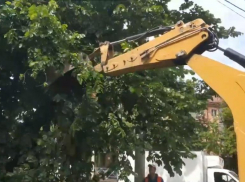 В мэрии Краснодара прокомментировали варварскую обрезку деревьев на Московской