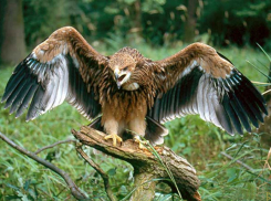 Кого хоронит на Кубани орел-могильник