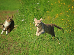 Жара на Кубани немного ослабнет, пройдут дожди 