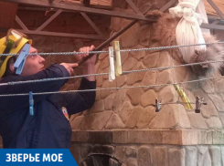  В Краснодаре спасатели достали застрявшую кошку Анфису