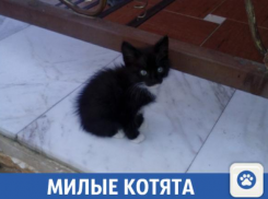 Котята Краснодара в поисках дома