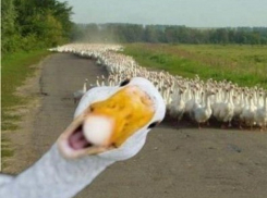 «Эх, загуляем на славу!»:19 дней из 59 будут отдыхать жители Краснодарского края