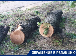 Путину писали: вырубку дубовой рощи в Краснодаре приостановили