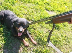 Догхантеру грозит полгода тюрьмы за 14 убитых собак