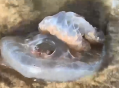 В Краснодарском крае медузы заполонили Азовское море в декабре: видео