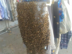 Пчелиный рой атаковал рынок в Краснодаре