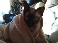 Мокрый снег и дождь ожидается в Краснодарском крае