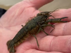 Туристов пугают нашествием раков на пляжах Чёрного моря