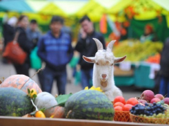  Количество ярмарок выходного дня на Кубани выросло до 70 