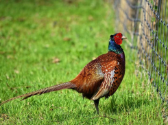 Владельца сбежавшего фазана ищут в Юбилейном микрорайоне Краснодара