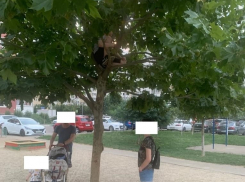 «А завтра он с топором выйдет»: в Краснодаре ребенок ломал дерево на детской площадке
