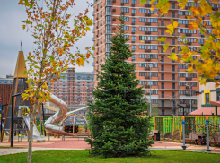 Семь метров новогоднего настроения: в ЖК «Самолет» высадили бельгийскую пихту