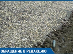 Кубанцы догадываются, почему гибнет рыба в реке Краснодарского края