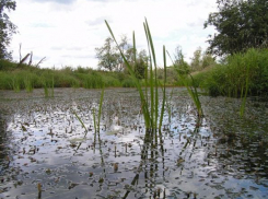 На реке Албаши в Каневском районе утонул рыбак