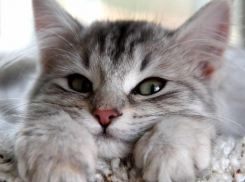 Дожди и грозы решили задержаться на Кубани