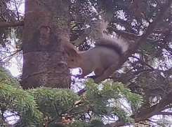 Белки из Новосибирска обжились в Японском саду Краснодара: видео