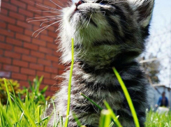 В Краснодарском крае воздух прогреется до рекордных +36 градусов