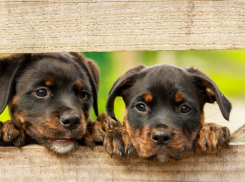 Неизвестный благотворитель: как в Крымске отравились 12 собак от бесплатного корма