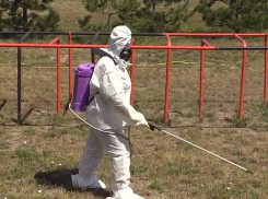 В Краснодарском крае рассказали об угрозе массовых укусов клещей 