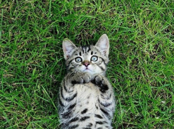 В Краснодарском крае потеплеет до +18 градусов