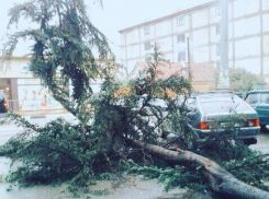  В Сочи ураганный ветер повалил 43 дерева 