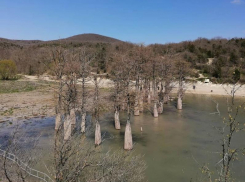 На Кубани в Кипарисовом озере вода достигла корней деревьев