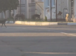 Огромные бездомные собаки запугали жителей Кубани 