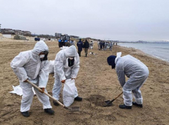 Вывезено 29,5 тысяч мазута: как обстоят дела на побережьях Анапы и Темрюкского района