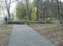  В Чистяковской роще Краснодара на тротуар упало дерево 