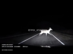 Неожиданные «красавицы» преградили дорогу водителю на Кубани