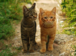 На Кубани пасмурно, пройдут кратковременные дожди