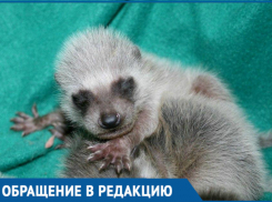 Енотиха с тремя детенышами попала в дом в Краснодаре, что делать?