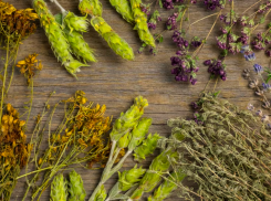 Что жителям Краснодарского края нужно знать о полыни 