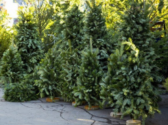  На Кубани перед новым годом откроют 370 елочных базаров 