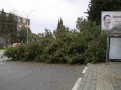 В Сочи медлительность водителя спасла пассажиров от участи быть раздавленными огромным кипарисом