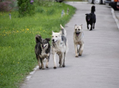 В Краснодаре завершили проектирование приюта для бездомных животных