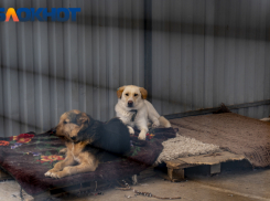 В Краснодаре пройдет пикет против эвтаназии животных