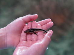Забота о природе и увеличение популяции осетровых рыб: в Темрюке прошел экологический фестиваль «Реки впадают в моря»