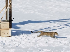 В горах Сочи леопард Виктория обрела свободу