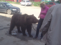 В Адыгее медведь напугал прохожих 
