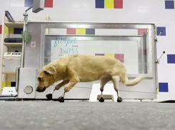 Киберсобака из Краснодара с четырьмя протезами улетает в Лондон