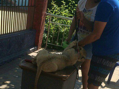 Маленького львенка замучили на жаре фотографы в Анапе